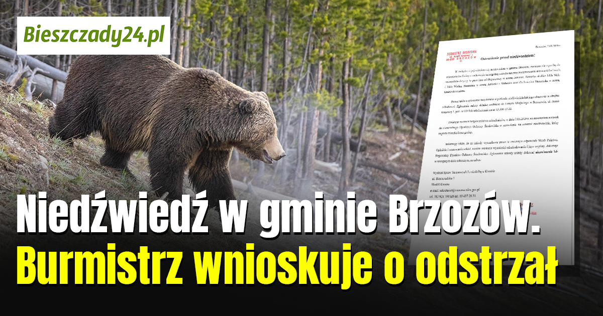 Niedźwiedź w gminie Brzozów! Burmistrz wnioskuje o odstrzał