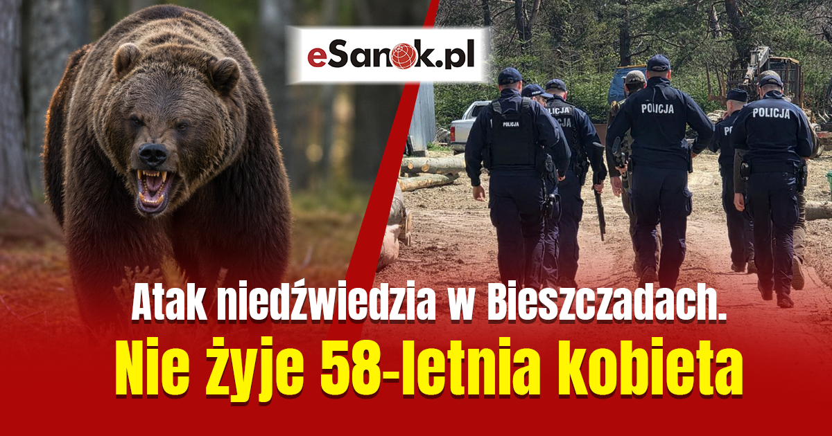 PILNE: Tragedia w Płonnej. Śmiertelny atak niedźwiedzia. Nie żyje mieszkanka powiatu sanockiego