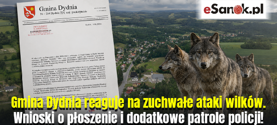 Gmina Dydnia reaguje na zuchwałe ataki wilków. Wnioski o płoszenie i dodatkowe patrole policji [VIDEO]