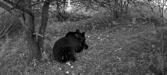 Niedźwiedź pojawił się w Hłudnie. Zarejestrowała go fotopułapka [VIDEO]