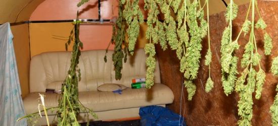 REGION: Susz ziela konopi ukryty w baraku (FOTO)