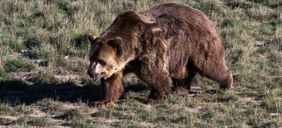 Niedźwiedź pod Rzeszowem! Apel o ostrożność [VIDEO]