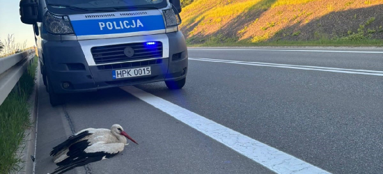 BRZOZÓW: Ranny bocian leżał na obwodnicy. Pomógł czujny kierowca i policjanci