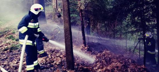ZAGÓRZ: Pożar suchych traw i zakrzaczeń tuż przy lesie (ZDJĘCIA)