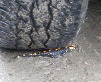 Po deszczu salamandry mają pierwszeństwo na bieszczadzkich drogach (VIDEO)