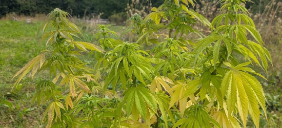 Lescy kryminalni zlikwidowali nielegalną uprawę konopi