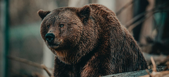 Atak niedźwiedzia na 46-latkę! NOWE INFORMACJE