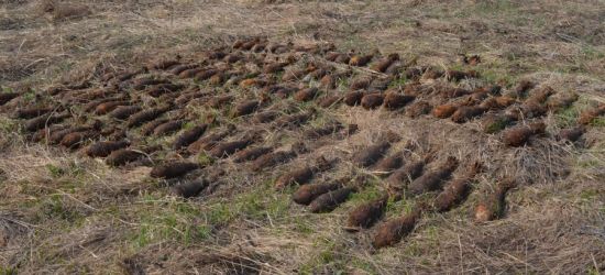 „Niewybuchowa łąka”. Blisko 120 sztuk amunicji (FOTO)