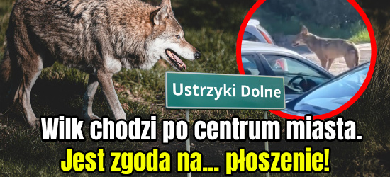 Wilk w centrum miasta. Jest zgoda na… płoszenie (VIDEO)