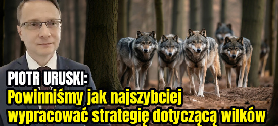 URUSKI: Powinniśmy jak najszybciej wypracować strategię dotyczącą wilków (VIDEO)