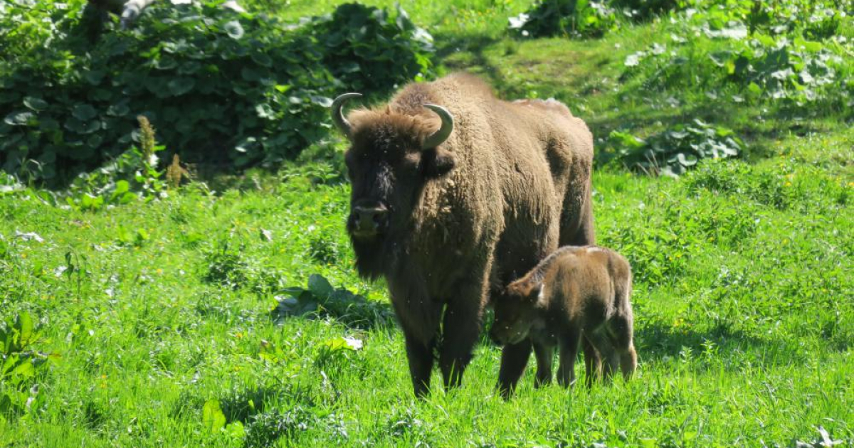 BIESZCZADY: Trwa czas narodzin żubrów. Leśnicy apelują o ostrożność