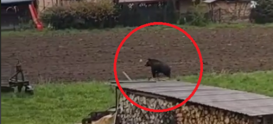 Niedźwiedź biega po łąkach między domami! (VIDEO)