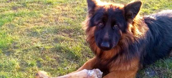 Ogromna nagroda za pomoc w odnalezieniu psa! Flamcia poszukiwana w całej Polsce (ZDJĘCIA)