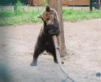 Radni z Cisnej odwiedzili małą niedźwiedzicę. Cisna szalała na ich widok, jakby poczuła że są z Bieszczadów (ZDJĘCIA)