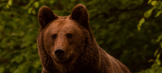 Niedźwiedź grasuje blisko zabudowań w Czerteżu! W polu pszenicy znaleziono rozszarpane zwierzę