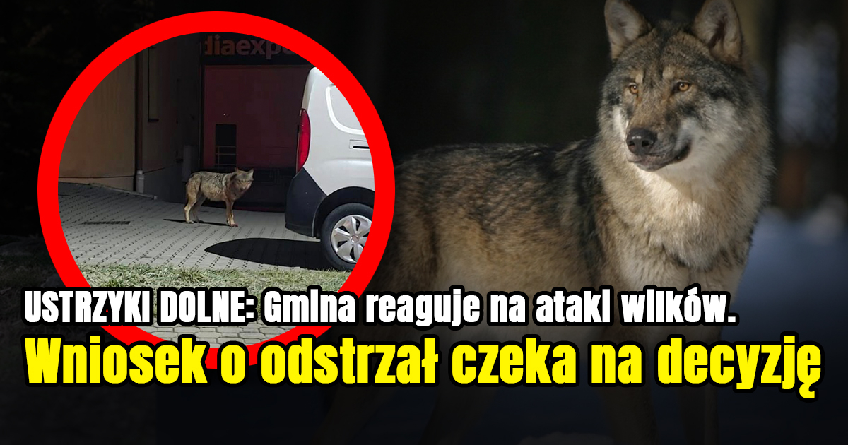 USTRZYKI DOLNE: Gmina reaguje na ataki wilków. Wniosek o odstrzał czeka na decyzję