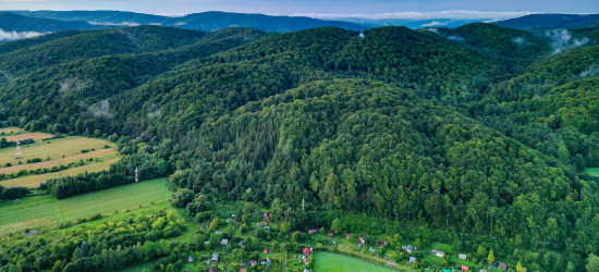 Ważna akcja weterynaryjna na Podkarpaciu. Nie dotykaj tych przynęt!