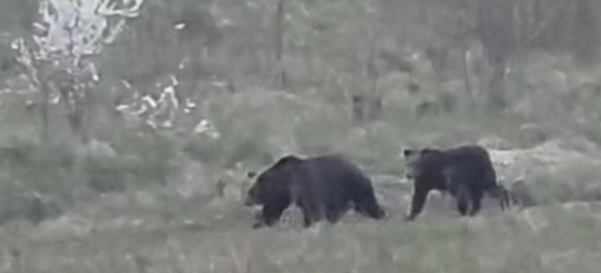 SANOK: Kolejne zgłoszenia o niedźwiedziach. Zobacz nagranie z Olchowiec [WIDEO]