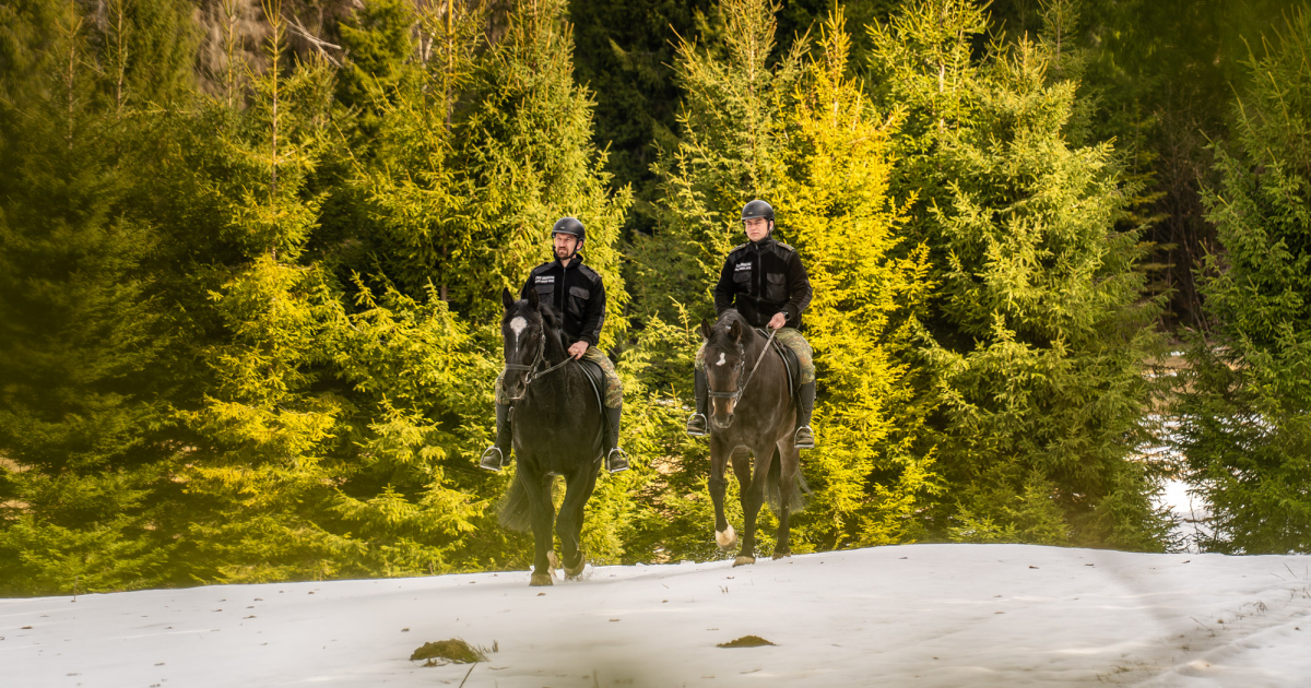 Nowe konie w służbie Bieszczadzkiego Oddziału Straży Granicznej. Cel Pal i R-Emil już patrolują granicę [VIDEO, ZDJĘCIA]