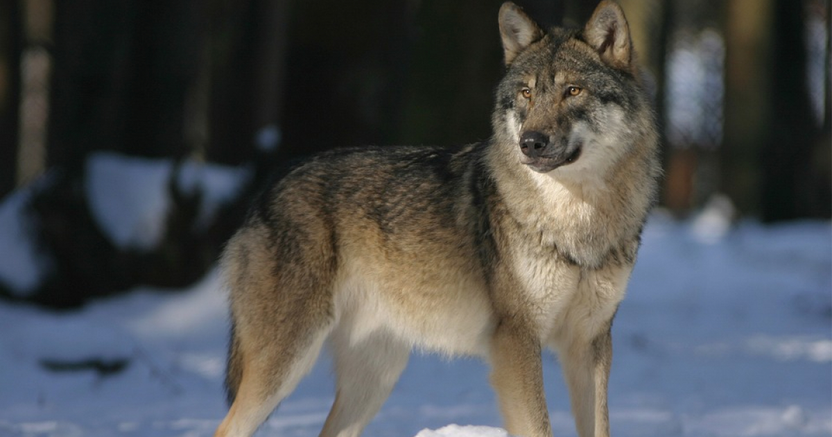USTRZYKI DOLNE: Wilk zagryzł sarne tuż przy głównej drodze. Mieszkańcy zaniepokojeni – „To realne zagrożenie”. DRASTYCZNE ZDJĘCIE 18+