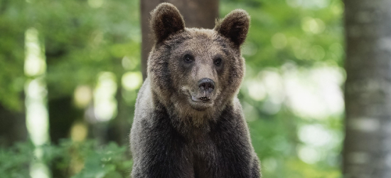 WOŁKOWYJA: Niedźwiedź wdarł się do kurnika przez okno! „Strach pomyśleć, co będzie dalej”