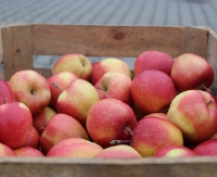 We wtorek i czwartek kolejne tiry jabłek w Sanoku