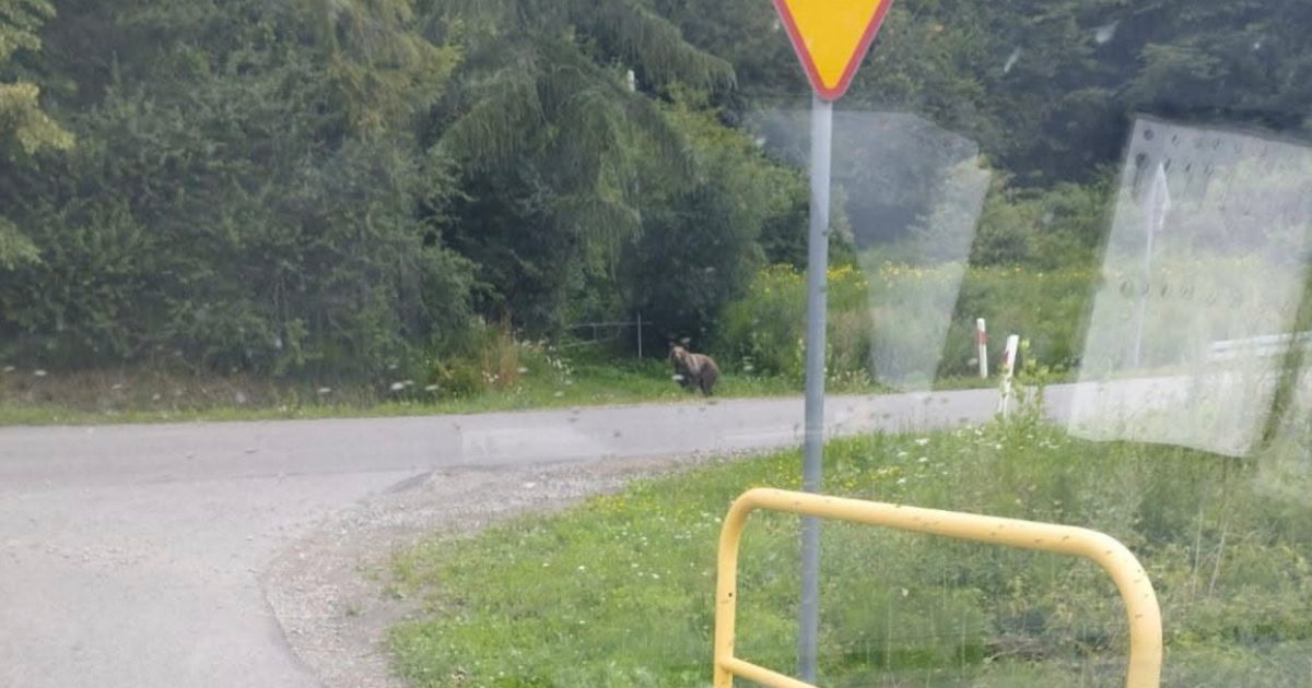 Niedźwiedź widziany w Załużu! Sołectwo apeluje o ostrożność