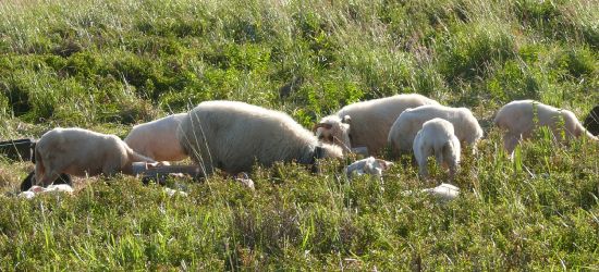 BIESZCZADY: Na połoninie cierpią owce? Dyrekcja parku zleciła kontrolę