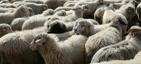 Podkarpacki Osod w Osławicy. Pasterze zakończyli sezon wypasu owiec