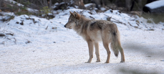 Wilk na ulicach Leska. Ostrzeżenie dla mieszkańców, w pobliżu szkoła i przedszkole