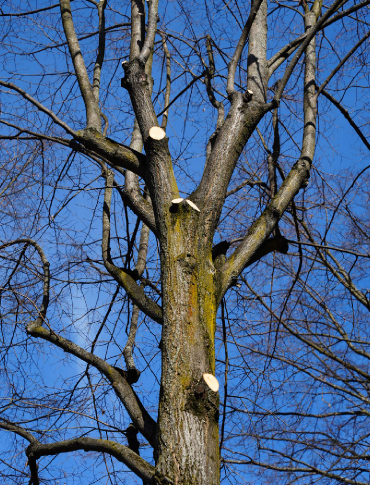 SANOK: Pielęgnacja drzew na terenie miasta. Sprawdź gdzie zaplanowano prace
