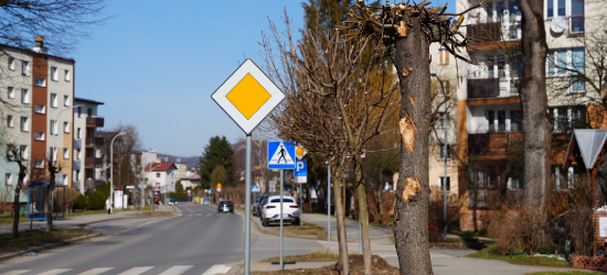 SANOK: Pielęgnacja drzew na terenie miasta. Sprawdź gdzie zaplanowano prace