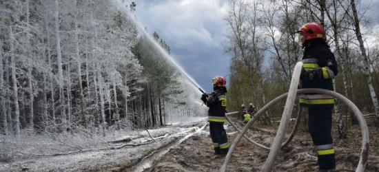 Gwałtowny wzrost liczby pożarów w lasach! „Śmierć wielu gatunków roślin i zwierząt” (STATYSTYKI)