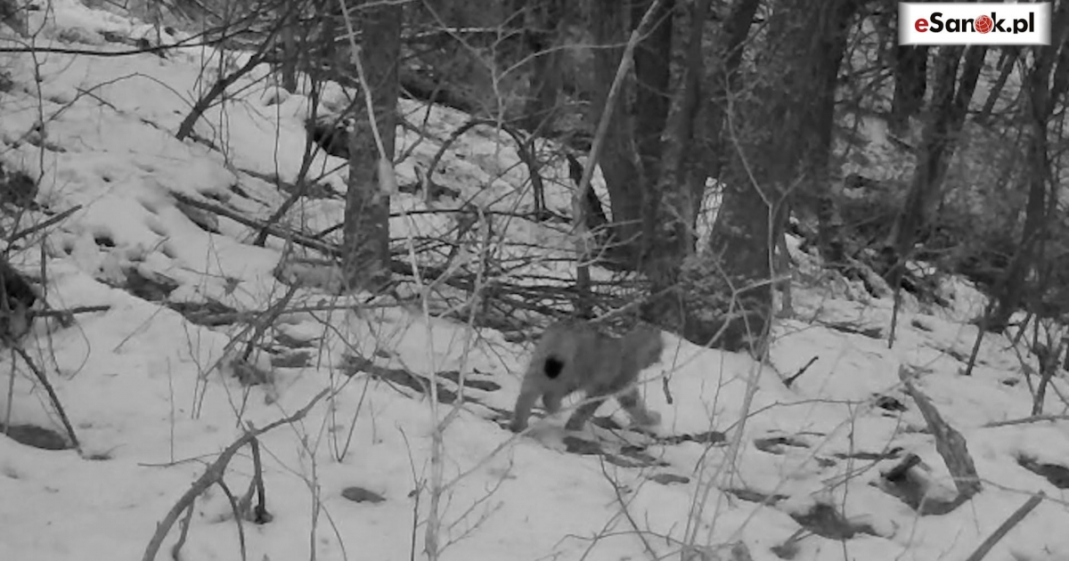 GMINA SANOK: Fotopułapka uchwyciła go w lesie. „Zdarza się to niezwykle rzadko” [VIDEO]