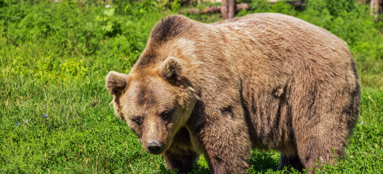 Nowe ustalenia RDOŚ w sprawie wczorajszego ataku niedźwiedzia