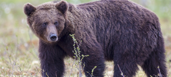 ZAGÓRZ: Jest zgoda na odłowienie niedźwiedzia. ,,Czekamy aż złapie się w klatkę” (VIDEO)