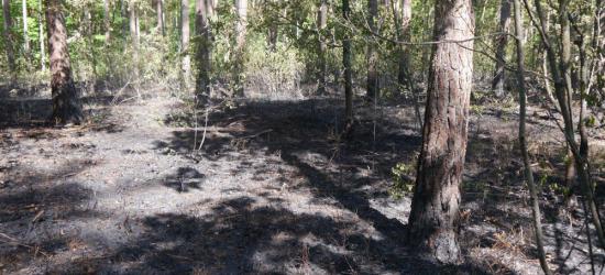 Rośnie zagrożenie pożarowe w lasach