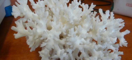 GRANICA: Udaremnili przemyt koralowca (FOTO)