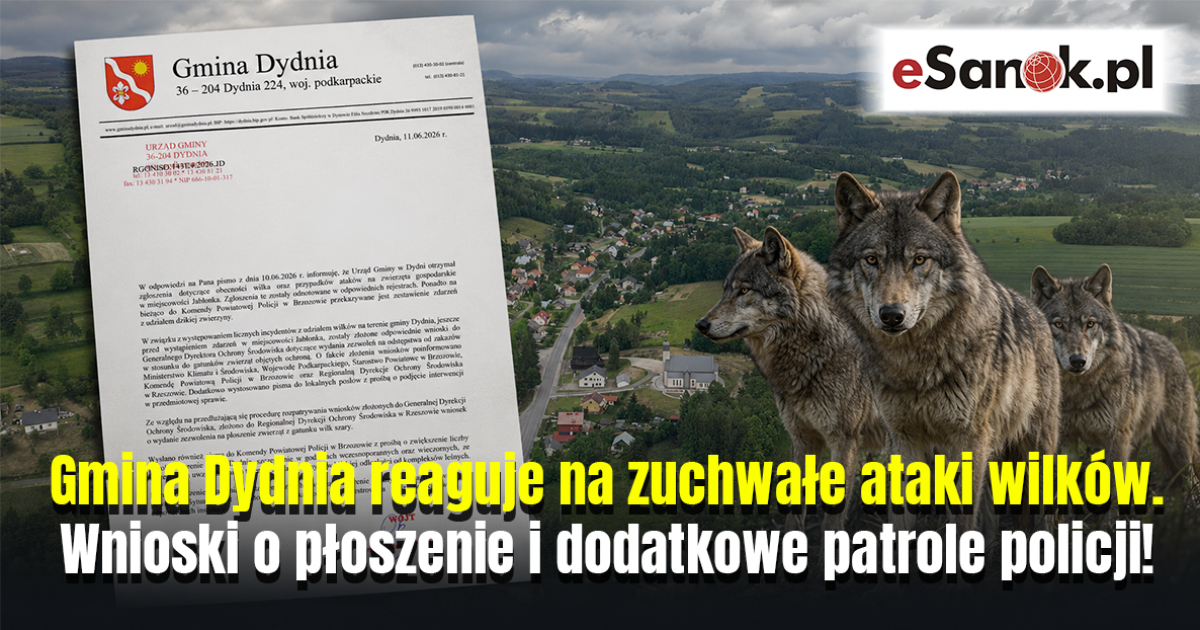 Gmina Dydnia reaguje na zuchwałe ataki wilków. Wnioski o płoszenie i dodatkowe patrole policji [VIDEO]
