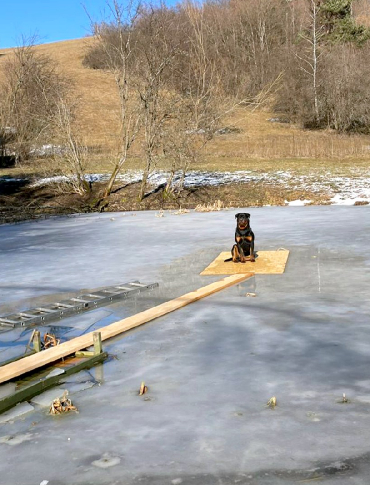 Akcja ratunkowa w Dwerniku. Strażacy ewakuowali psa z zamarzniętego stawu [ZDJĘCIA]