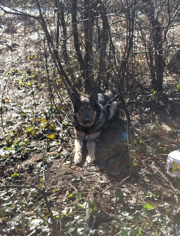 RYMANÓW: Pies przywiązany do drzewa w środku lasu. Uratowali go strażnicy leśni [FOTO]