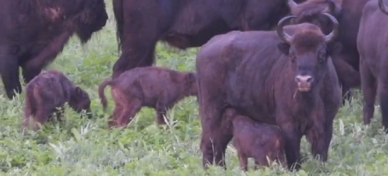 BIESZCZADY: Stado żubrów rośnie w siłę (VIDEO)