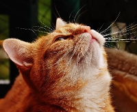 ZBIÓRKA: Otwórz swoje serce dla sanockich kotów!