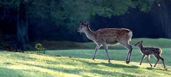 Kierowco, jedź ostrożnie i uważaj na dzikie zwierzęta!