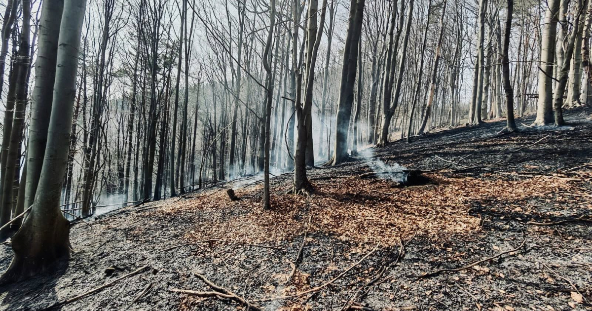 POLAŃCZYK: Groźny pożar traw przeniósł się na las. W akcji liczne siły strażaków [ZDJĘCIA]