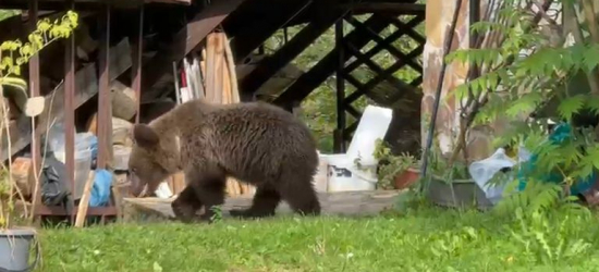 Niedźwiedź na podwórku w Wetlinie. Młode zwierzę próbowało wejść do domu [VIDEO, ZDJĘCIA]