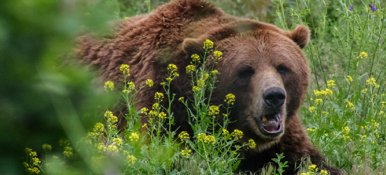 Niedźwiedź w pobliżu domów? To budzi niepokój. Sprawdź, jak zachować bezpieczeństwo