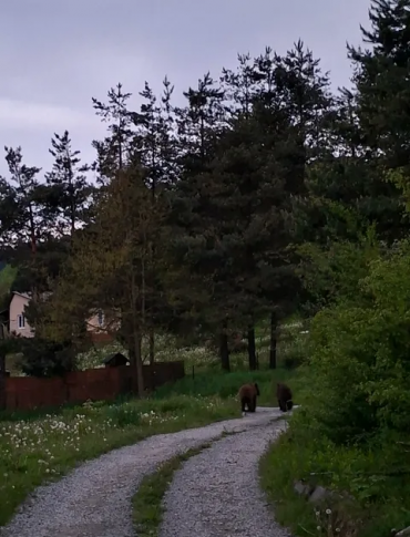 Niedźwiedzie coraz bliżej ludzi. Incydenty w Zawozie i Polańczyku [VIDEO, ZDJĘCIA]