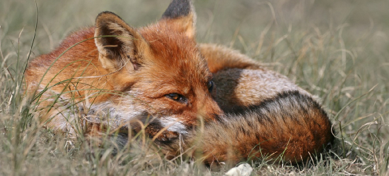 Wiosenna akcja szczepienia lisów na Podkarpaciu. Sprawdź terminy