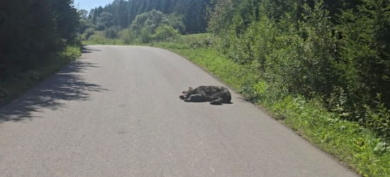 TRAGEDIA W LIPOWCU: Postrzelony niedźwiedź konał kilka dni!